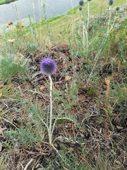 Echinops ritro
