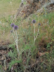 Echinops ritro