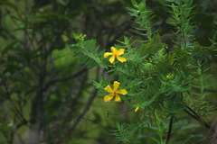Hypericum mysurense