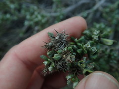 Macledium spinosum