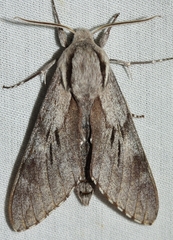 Sphinx maurorum