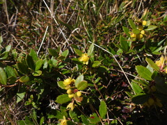 Berberis brevisepala
