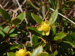 Berberis brevisepala