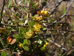 Berberis brevisepala