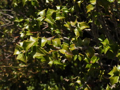 Ilex bioritsensis