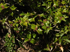 Ilex bioritsensis