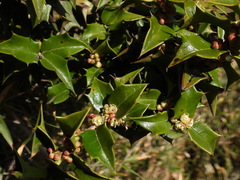 Ilex bioritsensis