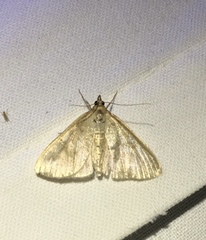 Crocidophora tuberculalis