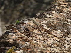 Takydromus hsuehshanensis