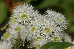 Angophora hispida