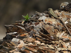 Takydromus hsuehshanensis