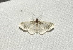 Hydrelia condensata