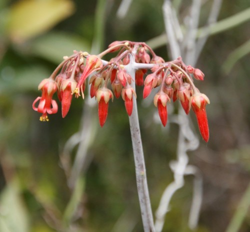 Cotyledon barbeyi