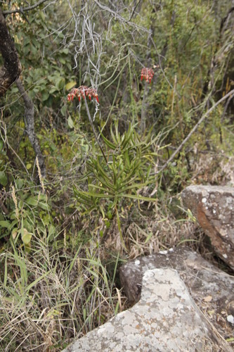 Cotyledon barbeyi