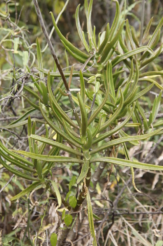 Bushveld Cotyledon (Cotyledon barbeyi) · iNaturalist