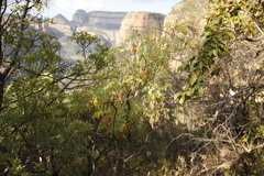 Steganotaenia araliacea