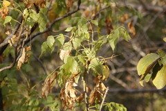 Steganotaenia araliacea