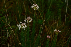 Diarthron altaica