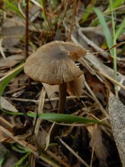Entoloma brevispermum