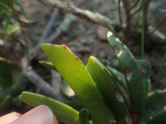 Acrodon purpureostylus