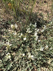 Astragalus scaberrimus