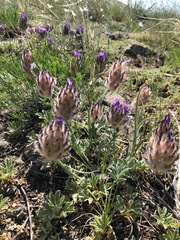Astragalus laguroides