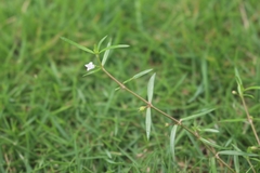 Scleromitrion diffusum