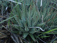 Tulista pumila