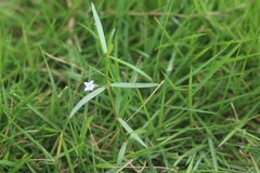 Scleromitrion diffusum