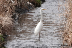 Ardea alba alba