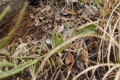 Kleinia fulgens