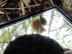 Entoloma brevispermum