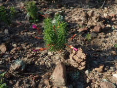 Oxalis confertifolia