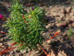 Oxalis confertifolia