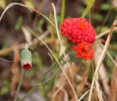 Kleinia fulgens