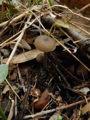 Entoloma brevispermum