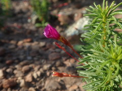Oxalis confertifolia
