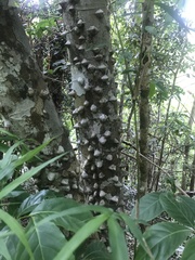 Zanthoxylum martinicense