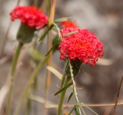 Kleinia fulgens