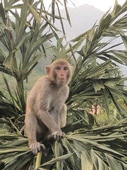 Macaca mulatta