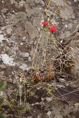 Kleinia fulgens