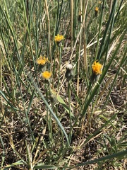Crepis crocea
