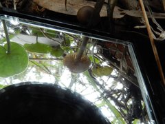 Entoloma brevispermum