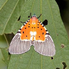 Peridrome orbicularis