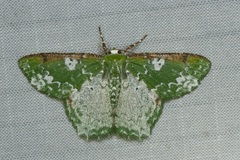 Eucyclodes albisparsa