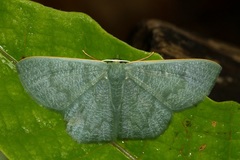 Orothalassodes curiosa