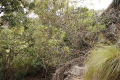 Senecio barbertonicus