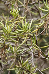 Senecio barbertonicus