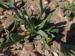 Acrodon purpureostylus