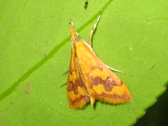 Pyrausta phoenicealis